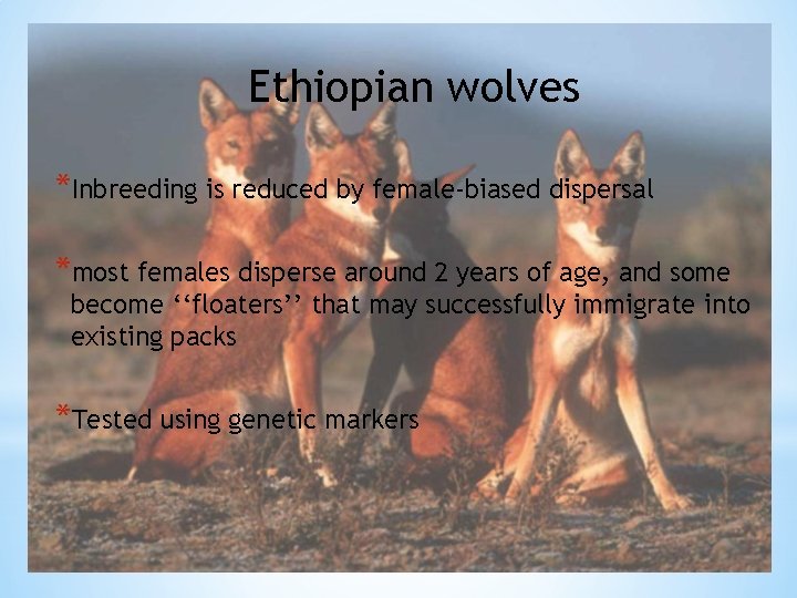 Ethiopian wolves *Inbreeding is reduced by female-biased dispersal *most females disperse around 2 years