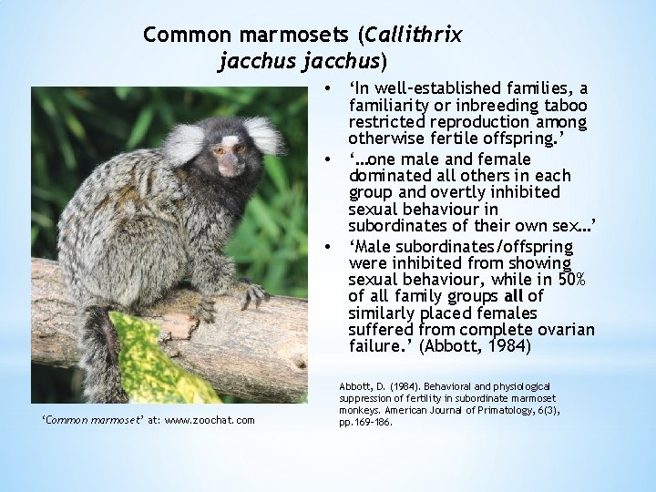 Common marmosets (Callithrix jacchus) • • • ‘Common marmoset’ at: www. zoochat. com ‘In