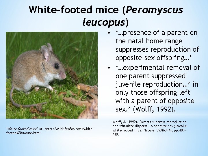 White-footed mice (Peromyscus leucopus) • ‘…presence of a parent on the natal home range