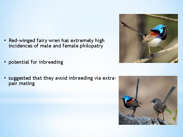  • Red-winged fairy wren has extremely high incidences of male and female philopatry