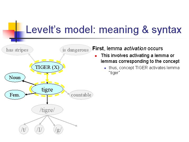 Levelt’s model: meaning & syntax n First, lemma activation occurs is dangerous has stripes