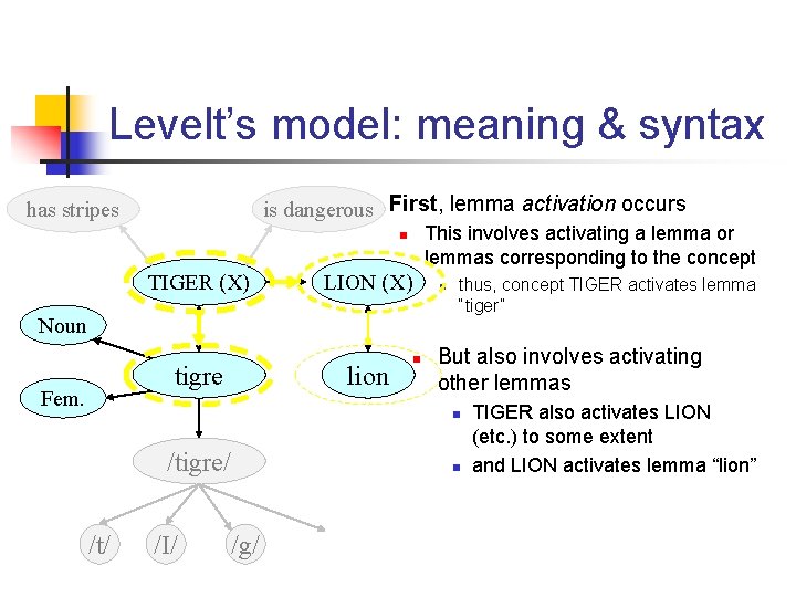 Levelt’s model: meaning & syntax n First, lemma activation occurs is dangerous has stripes