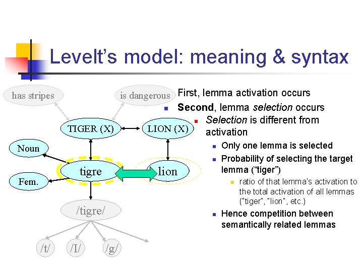 Levelt’s model: meaning & syntax has stripes n First, lemma activation occurs is dangerous