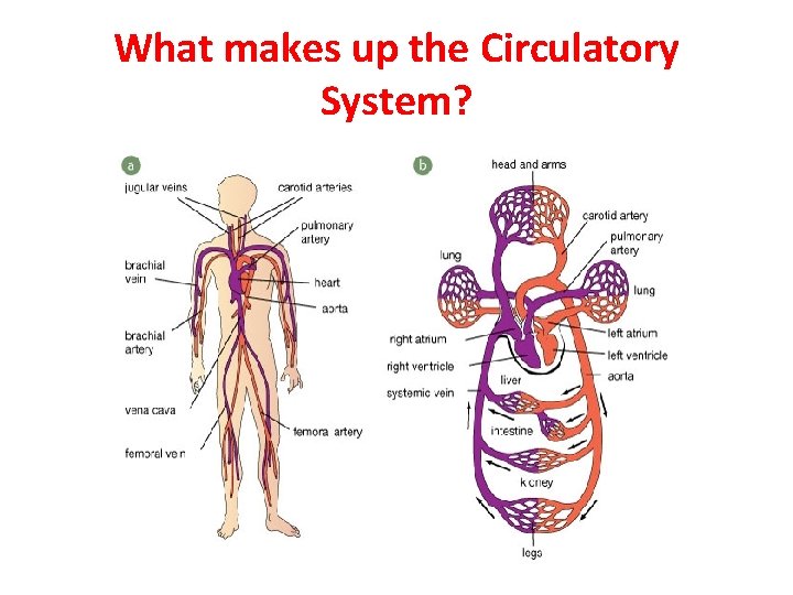 What makes up the Circulatory System? 