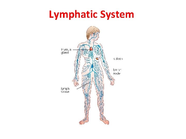 Lymphatic System 