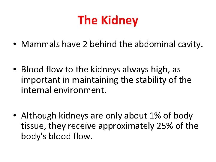 The Kidney • Mammals have 2 behind the abdominal cavity. • Blood flow to