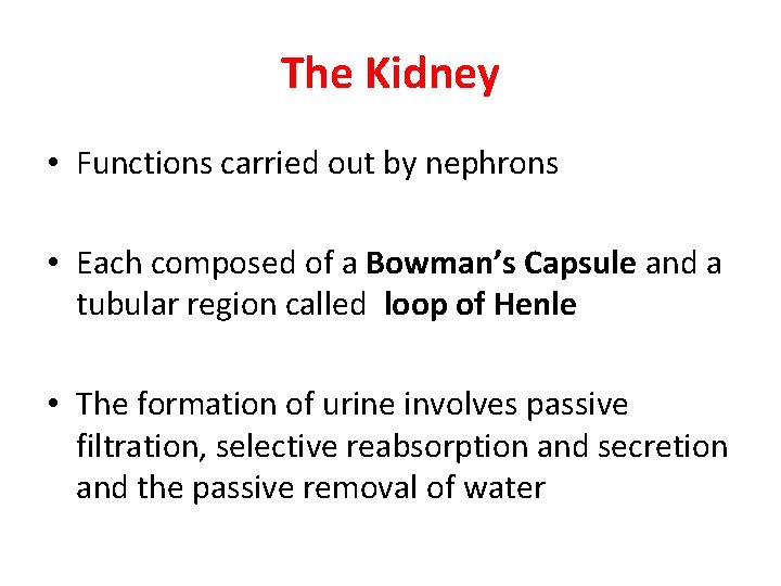 The Kidney • Functions carried out by nephrons • Each composed of a Bowman’s