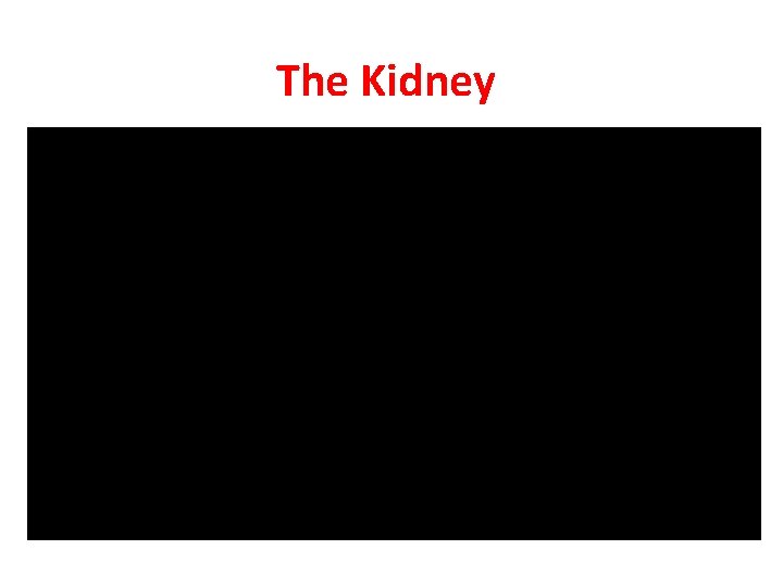 The Kidney 