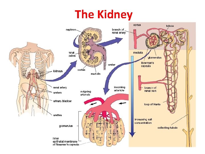 The Kidney 
