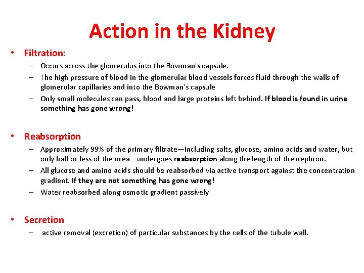Action in the Kidney • Filtration: – Occurs across the glomerulus into the Bowman's