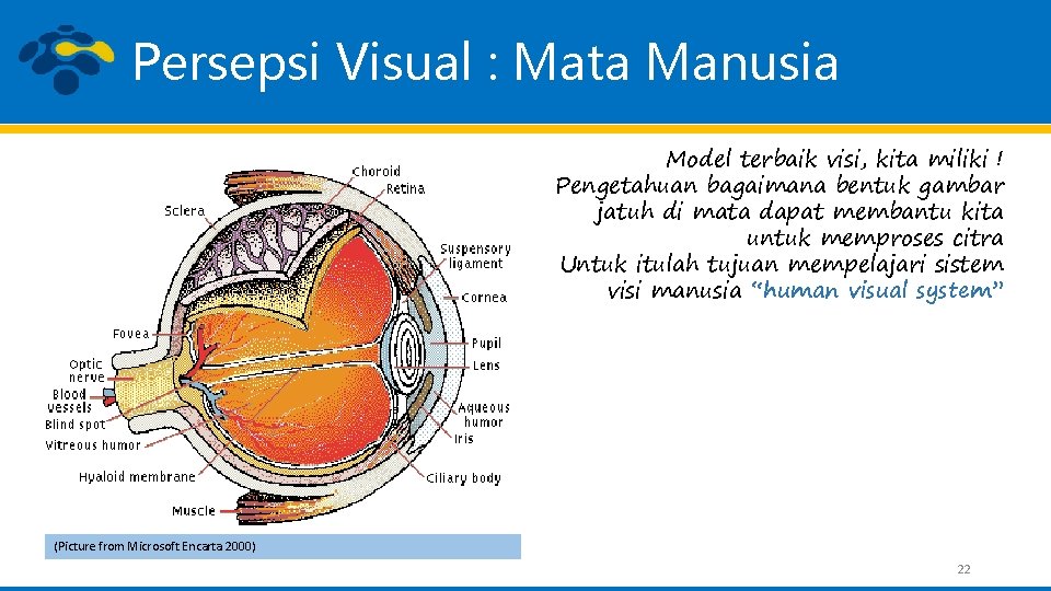 Persepsi Visual : Mata Manusia Model terbaik visi, kita miliki ! Pengetahuan bagaimana bentuk