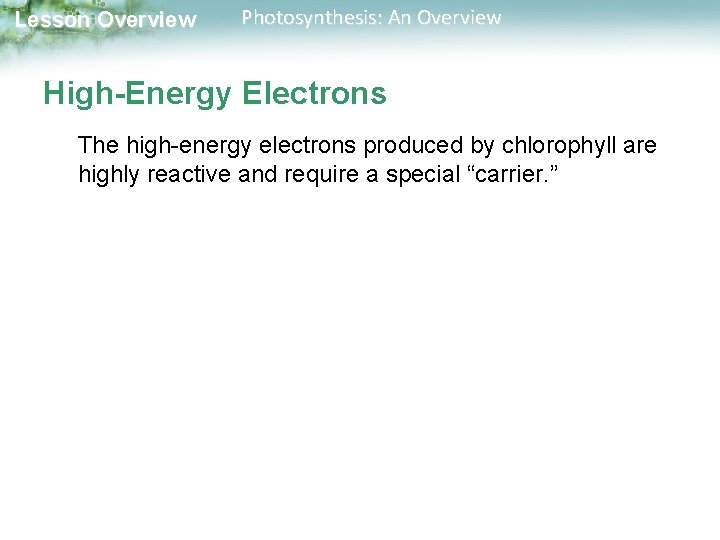 Lesson Overview Photosynthesis: An Overview High-Energy Electrons The high-energy electrons produced by chlorophyll are