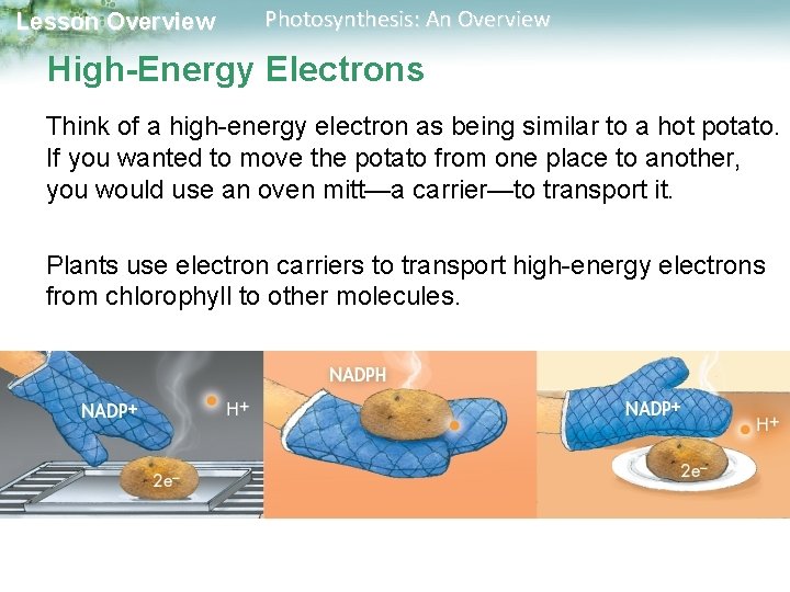 Lesson Overview Photosynthesis: An Overview High-Energy Electrons Think of a high-energy electron as being