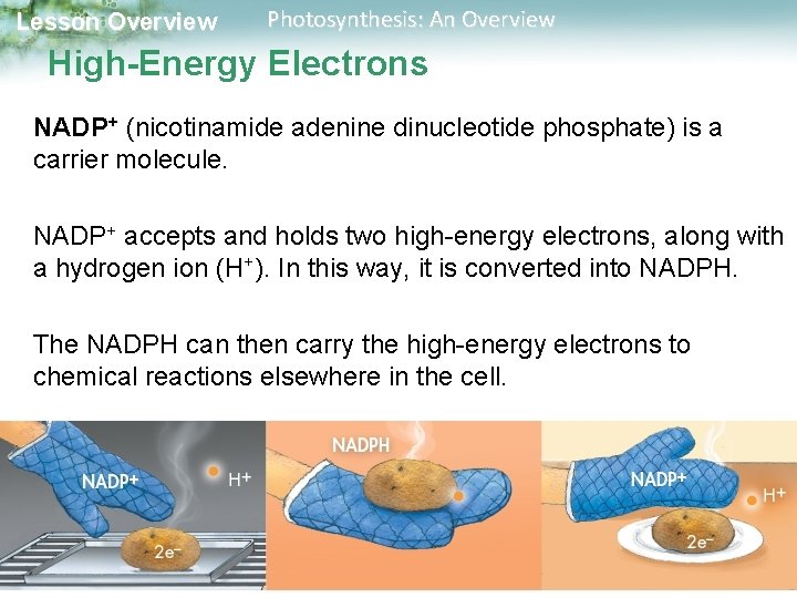 Lesson Overview Photosynthesis: An Overview High-Energy Electrons NADP+ (nicotinamide adenine dinucleotide phosphate) is a