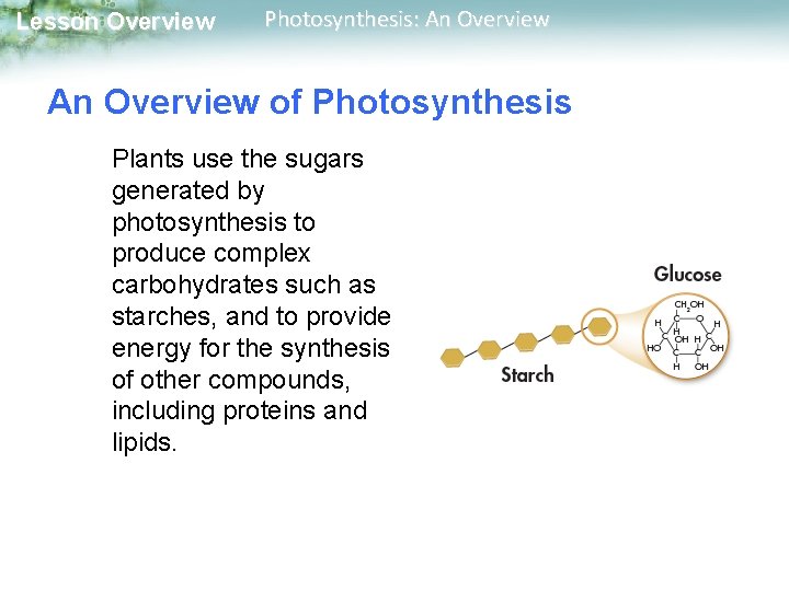 Lesson Overview Photosynthesis: An Overview of Photosynthesis Plants use the sugars generated by photosynthesis