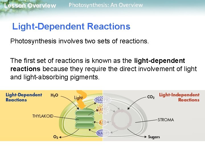 Lesson Overview Photosynthesis: An Overview Light-Dependent Reactions Photosynthesis involves two sets of reactions. The