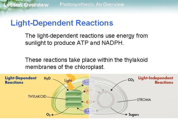 Lesson Overview Photosynthesis: An Overview Light-Dependent Reactions The light-dependent reactions use energy from sunlight