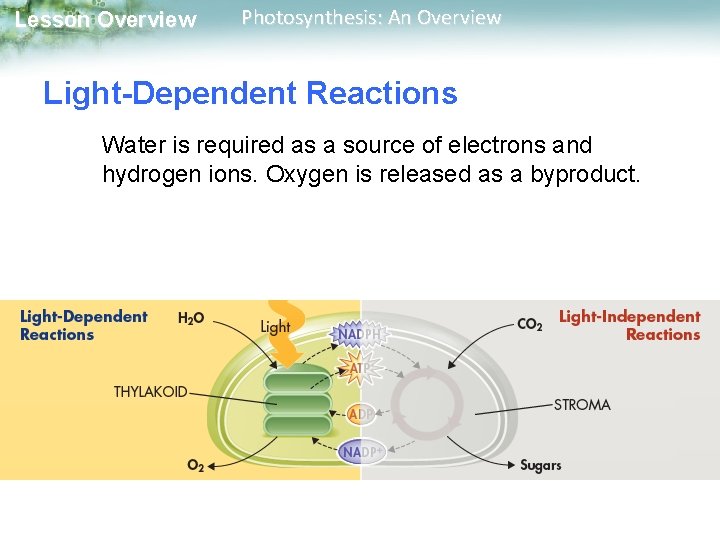 Lesson Overview Photosynthesis: An Overview Light-Dependent Reactions Water is required as a source of