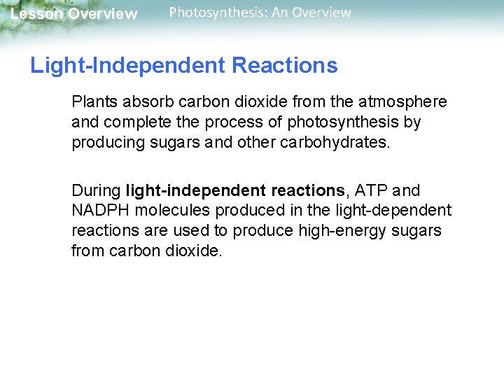 Lesson Overview Photosynthesis: An Overview Light-Independent Reactions Plants absorb carbon dioxide from the atmosphere