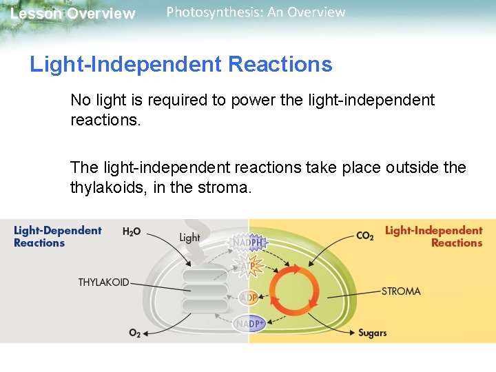 Lesson Overview Photosynthesis: An Overview Light-Independent Reactions No light is required to power the