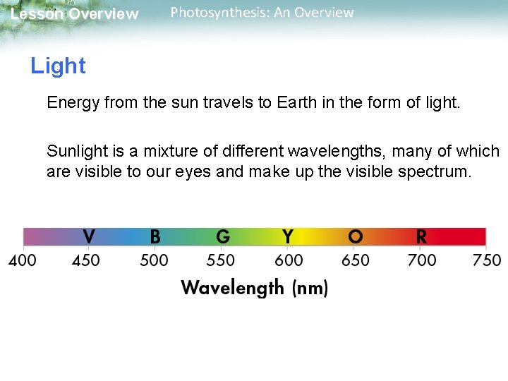 Lesson Overview Photosynthesis: An Overview Light Energy from the sun travels to Earth in