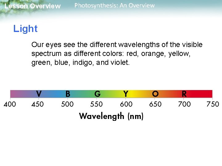 Lesson Overview Photosynthesis: An Overview Light Our eyes see the different wavelengths of the