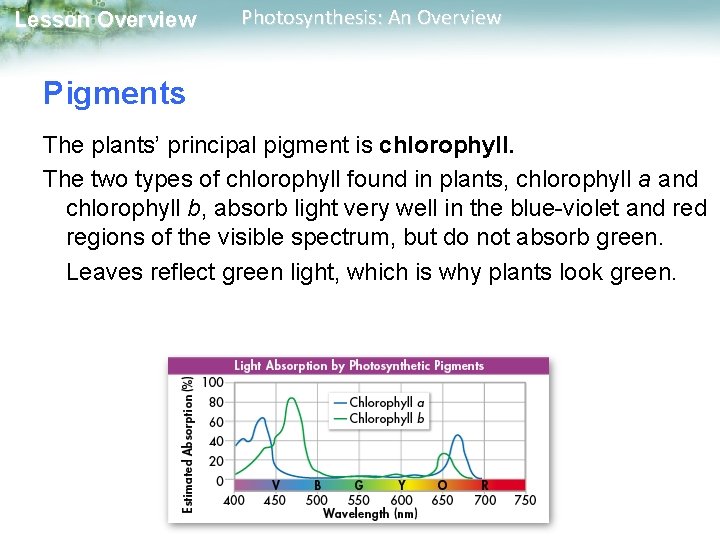 Lesson Overview Photosynthesis: An Overview Pigments The plants’ principal pigment is chlorophyll. The two