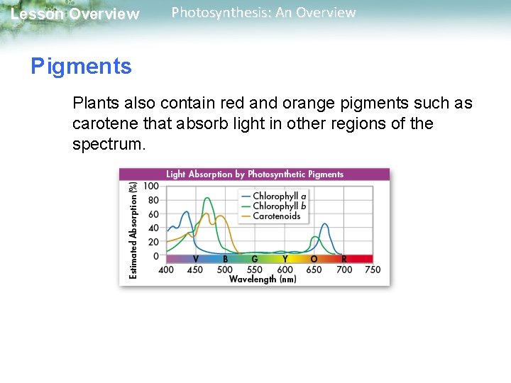 Lesson Overview Photosynthesis: An Overview Pigments Plants also contain red and orange pigments such