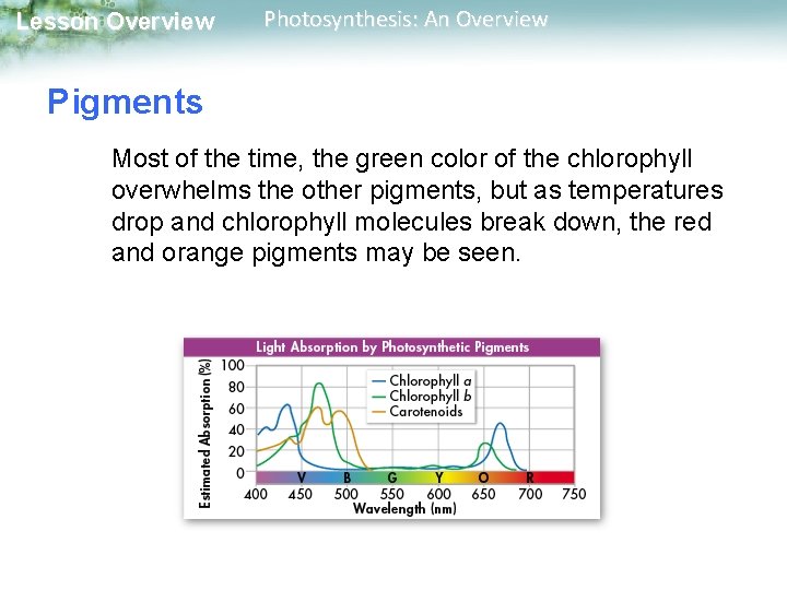 Lesson Overview Photosynthesis: An Overview Pigments Most of the time, the green color of