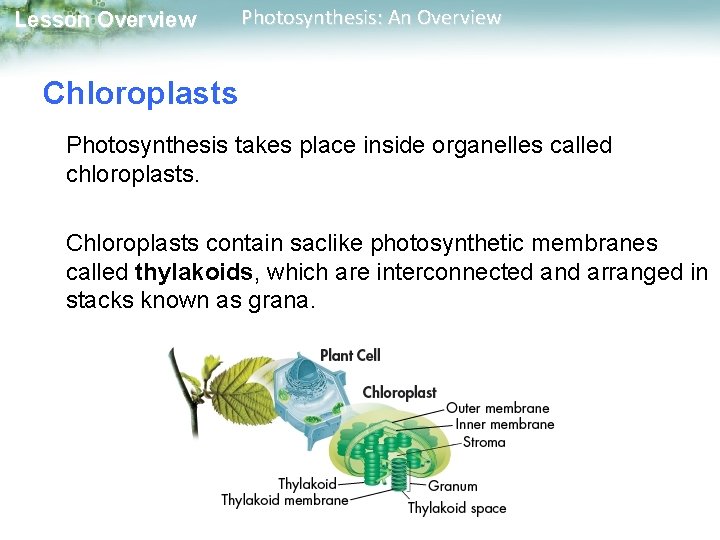 Lesson Overview Photosynthesis: An Overview Chloroplasts Photosynthesis takes place inside organelles called chloroplasts. Chloroplasts