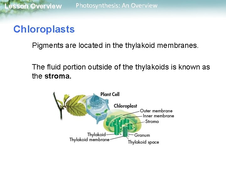 Lesson Overview Photosynthesis: An Overview Chloroplasts Pigments are located in the thylakoid membranes. The