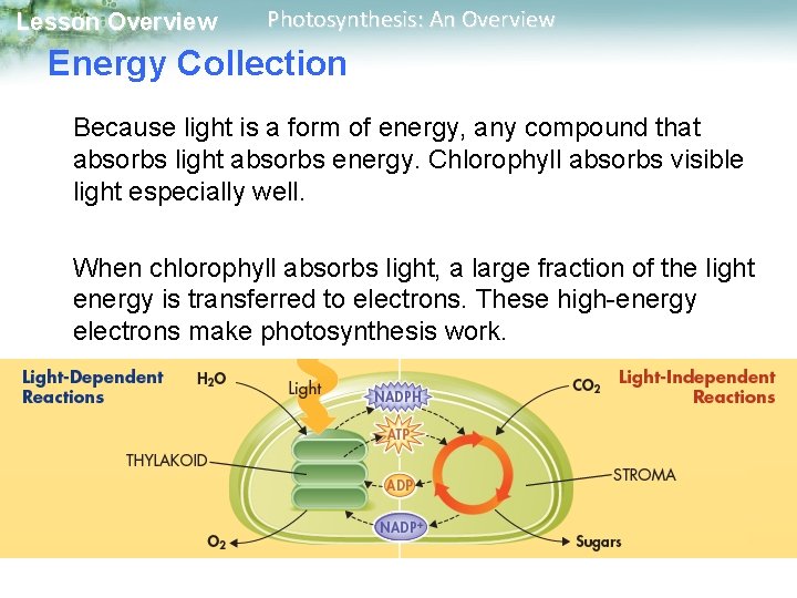 Lesson Overview Photosynthesis: An Overview Energy Collection Because light is a form of energy,