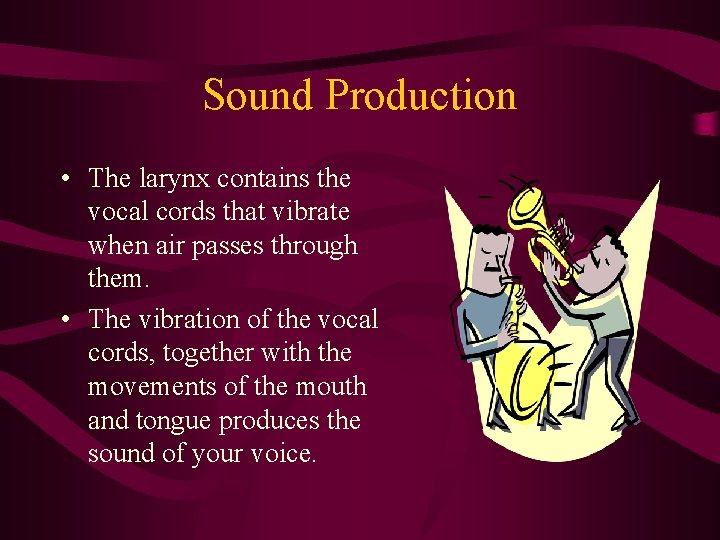 Sound Production • The larynx contains the vocal cords that vibrate when air passes