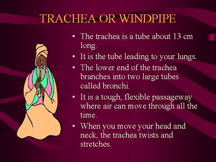 TRACHEA OR WINDPIPE • The trachea is a tube about 13 cm long. •