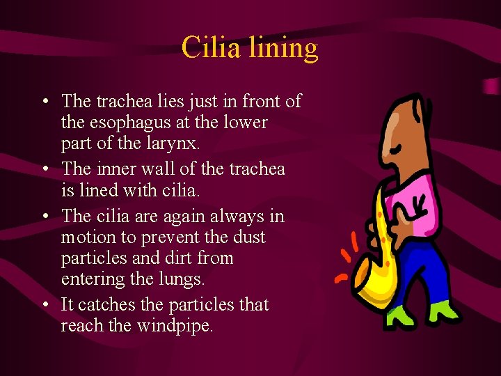 Cilia lining • The trachea lies just in front of the esophagus at the