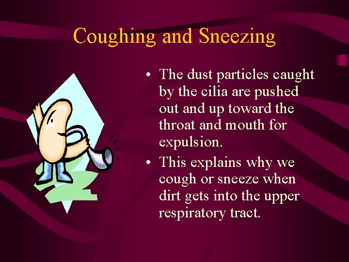 Coughing and Sneezing • The dust particles caught by the cilia are pushed out