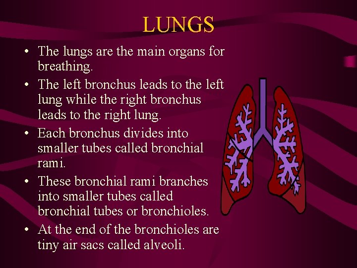 LUNGS • The lungs are the main organs for breathing. • The left bronchus