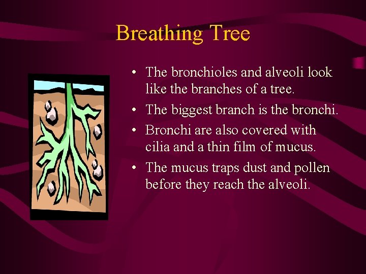 Breathing Tree • The bronchioles and alveoli look like the branches of a tree.