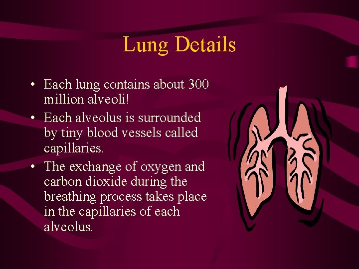 Lung Details • Each lung contains about 300 million alveoli! • Each alveolus is