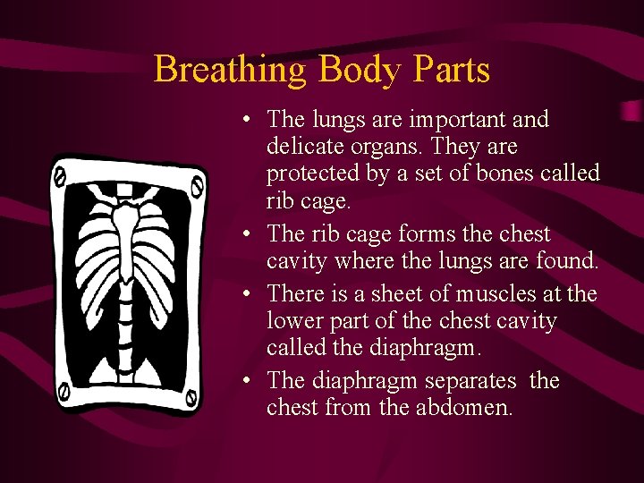 Breathing Body Parts • The lungs are important and delicate organs. They are protected