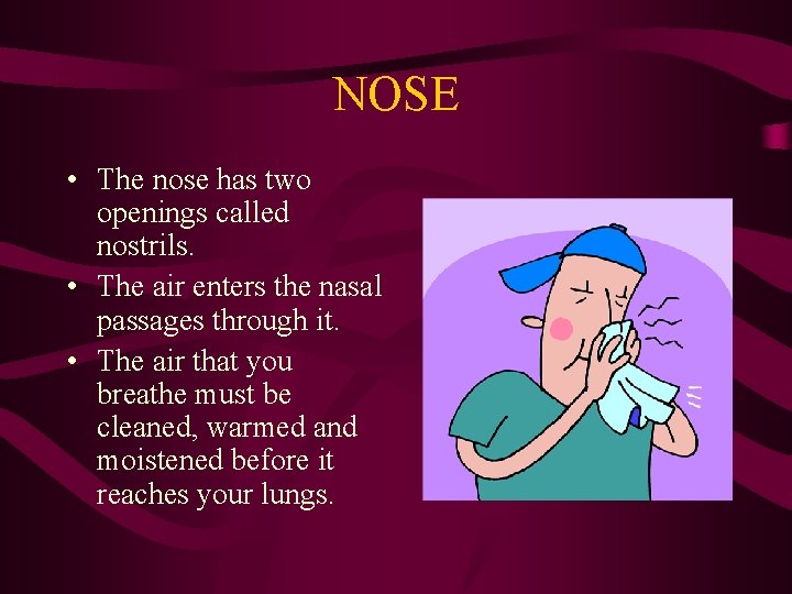 NOSE • The nose has two openings called nostrils. • The air enters the