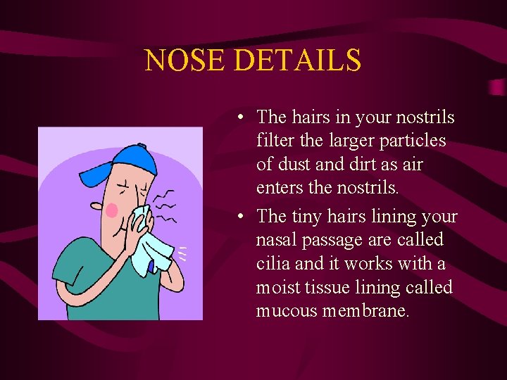 NOSE DETAILS • The hairs in your nostrils filter the larger particles of dust