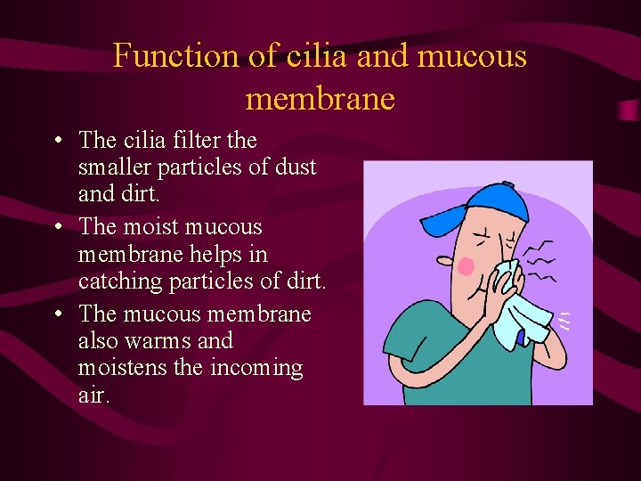 Function of cilia and mucous membrane • The cilia filter the smaller particles of