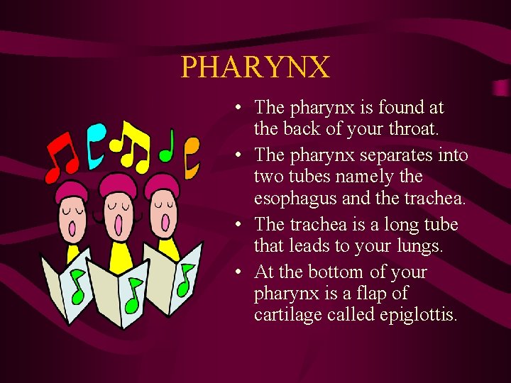 PHARYNX • The pharynx is found at the back of your throat. • The