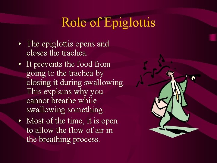 Role of Epiglottis • The epiglottis opens and closes the trachea. • It prevents