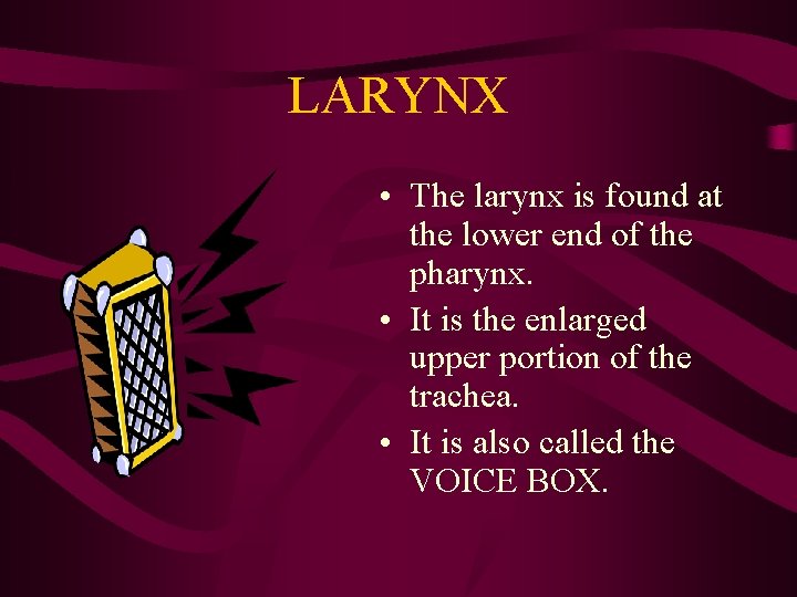 LARYNX • The larynx is found at the lower end of the pharynx. •