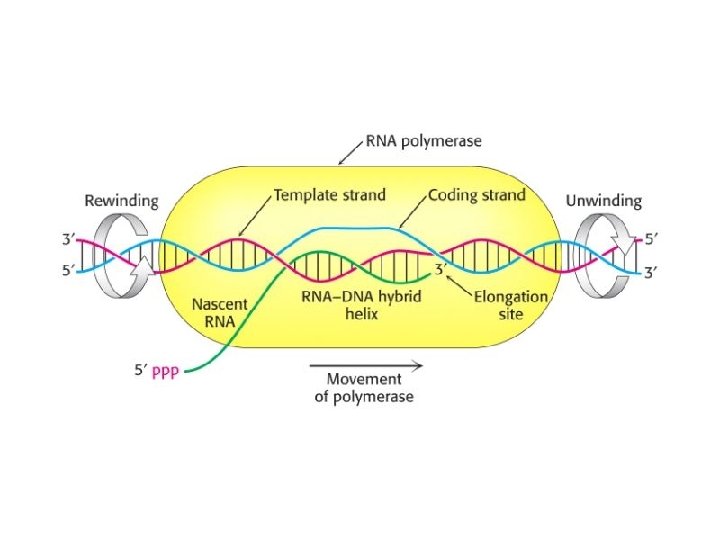 Stages of transcription • Stages of transcription •