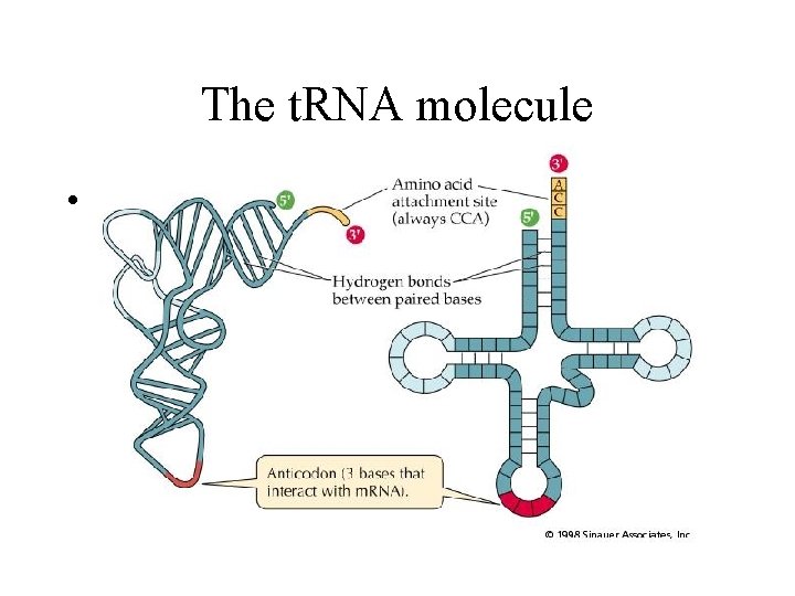 The t. RNA molecule • The t. RNA molecule •