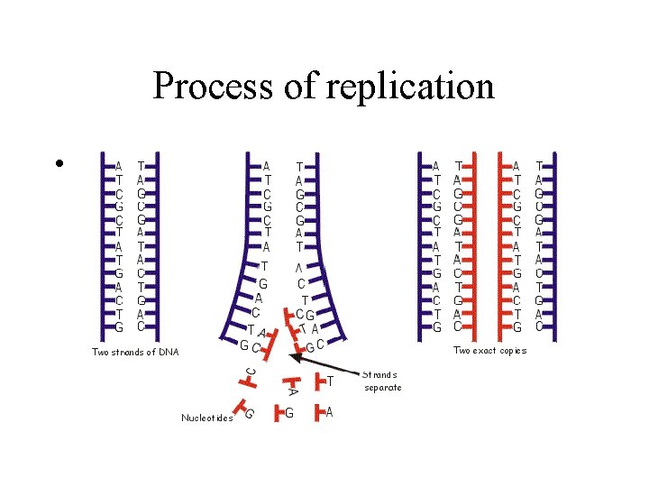 Process of replication • Process of replication •