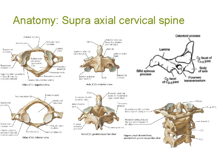 Anatomy: Supra axial cervical spine 